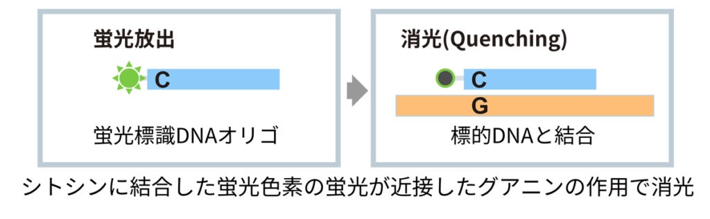 シトシンに結合した蛍光色素の蛍光が近接したグアニンの作用で消光（図.Quenching probeが標識DNAと結合すると消光する） 