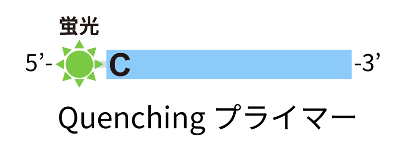 Quenchingプライマー