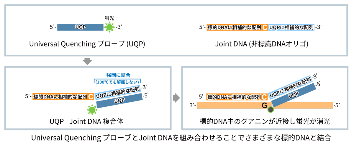 Universal Quenching ProbeとJoint DNAを組み合わせることでさまざまな標的DNAと結合 (Universal QP法)